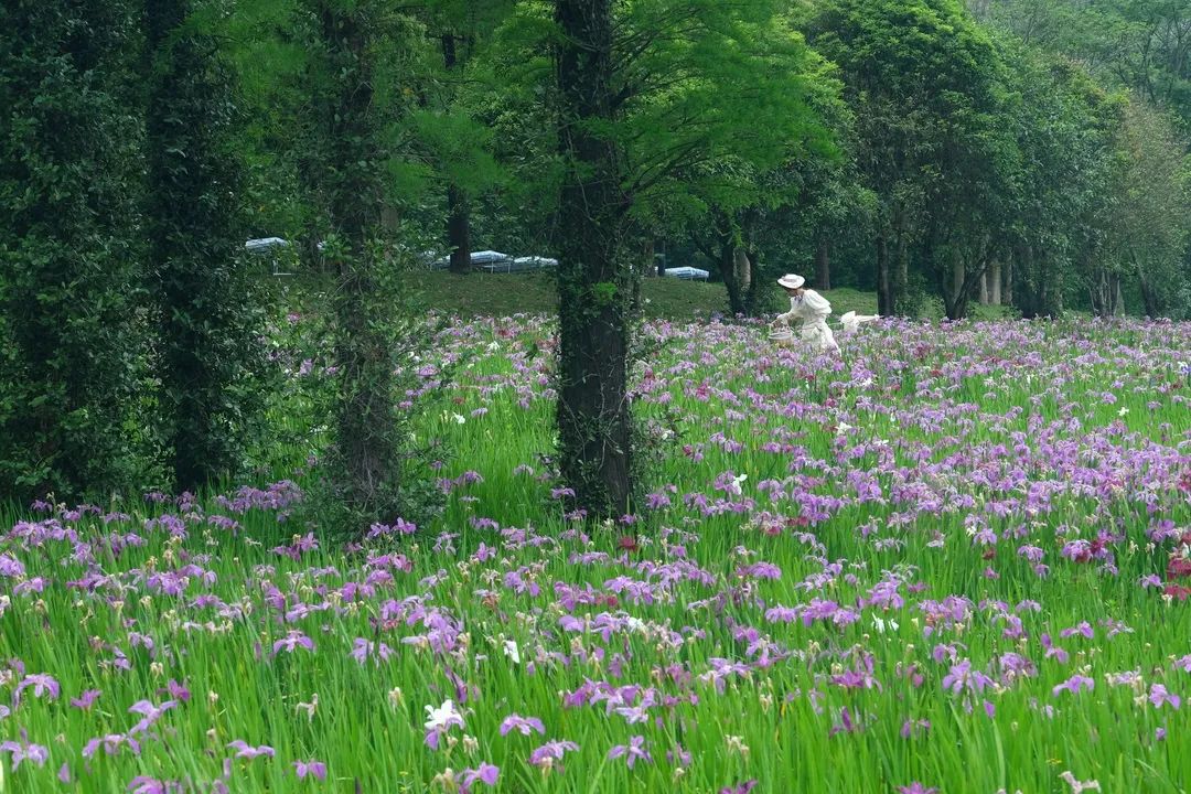 美翻了宁波最新花海地图来啦