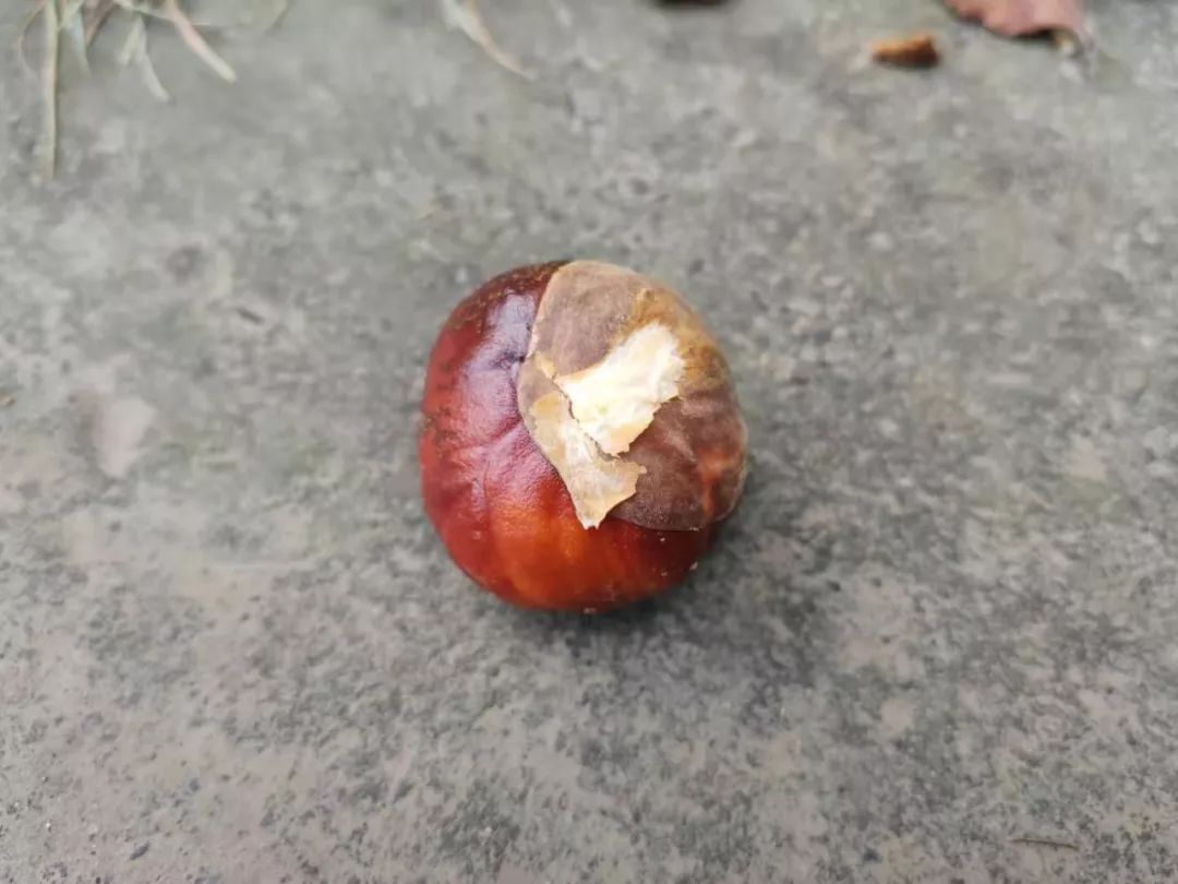 形似板栗但有毒,千万别吃!