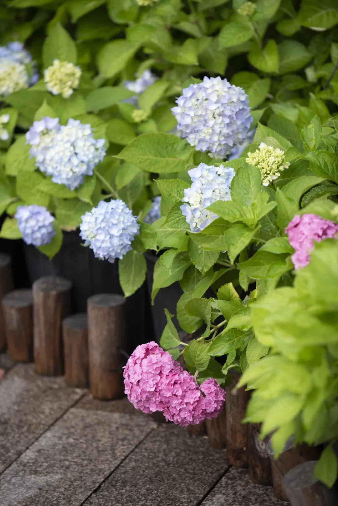 宁波"绣儿",正是颜值巅峰!快去打卡