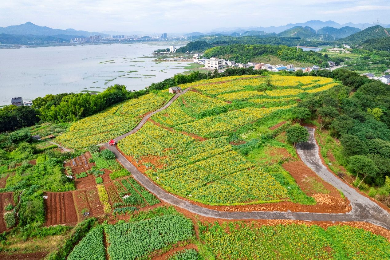 10万株向日葵惊艳绽放宁海小渔村笑脸花海圈粉走红